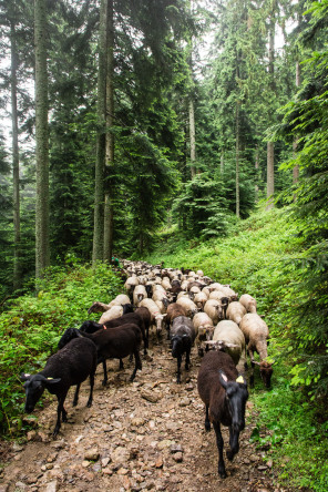 Transhumance annuelle de La Terrasse-sur-Dorlay au crêt de l'Œillon