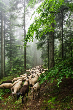 Transhumance annuelle de La Terrasse-sur-Dorlay au crêt de l'Œillon