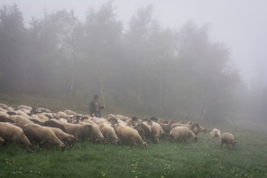 Transhumance annuelle de La Terrasse-sur-Dorlay au crêt de l'Œillon