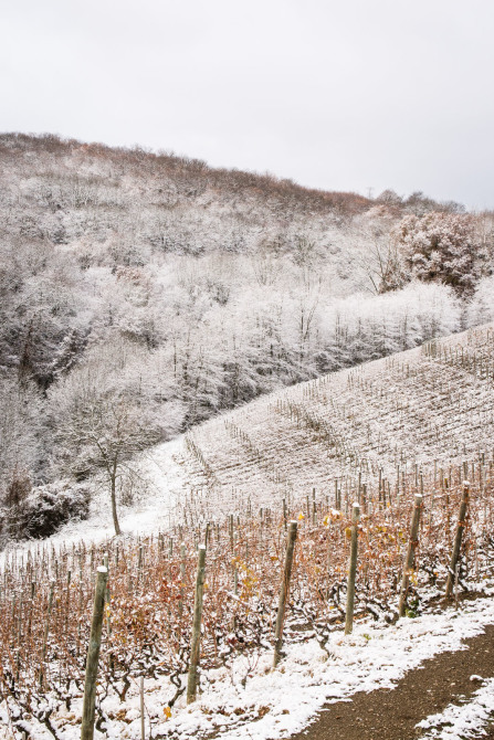 Sur les hauteurs d'Ampuis en hiver