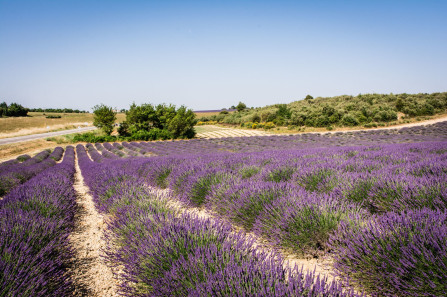 Plateau de Valensole