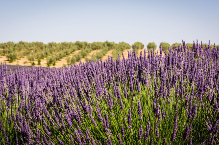 Plateau de Valensole