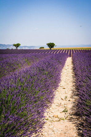 Plateau de Valensole – Devant la distillerie Angelvin