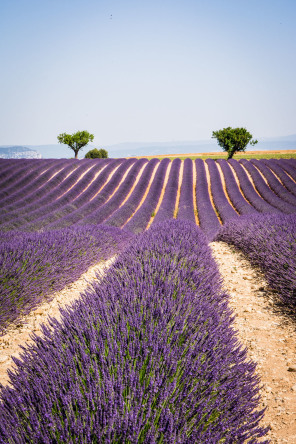 Plateau de Valensole – Devant la distillerie Angelvin