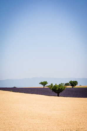 Plateau de Valensole – Devant la distillerie Angelvin