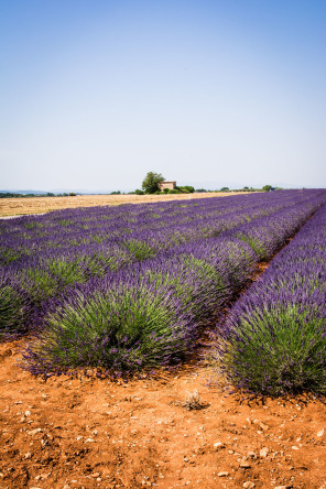 Plateau de Valensole – Route d'Oraison