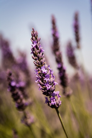 Plateau de Valensole