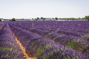 Plateau de Valensole – Grand Saint-Jean