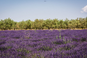 Plateau de Valensole – Grand Saint-Jean