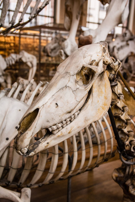 Galerie d'Anatomie comparée et de Paléontologie
