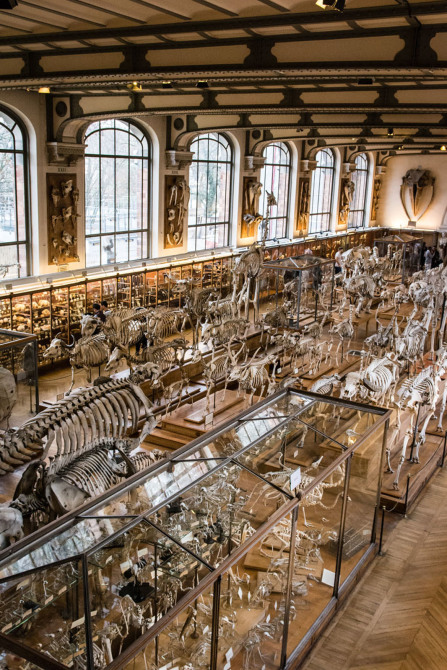 Galerie d'Anatomie comparée et de Paléontologie