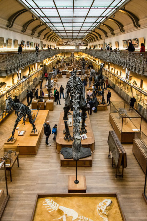 Galerie d'Anatomie comparée et de Paléontologie