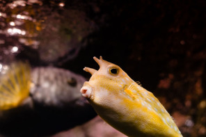 Aquarium de Paris