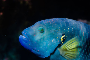 Aquarium de Paris