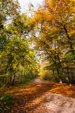 Bois de Boulogne