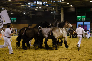 Salon de l'agriculture