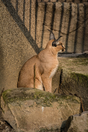 Ménagerie du jardin des Plantes