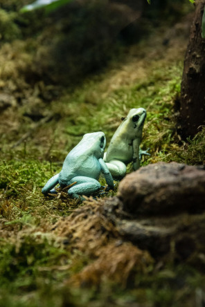 Ménagerie du jardin des Plantes