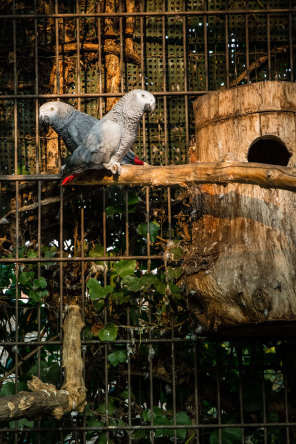 Ménagerie du jardin des Plantes