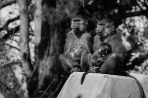 Zoo de Vincennes