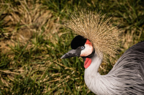 Zoo de Vincennes