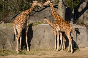 Zoo de Vincennes