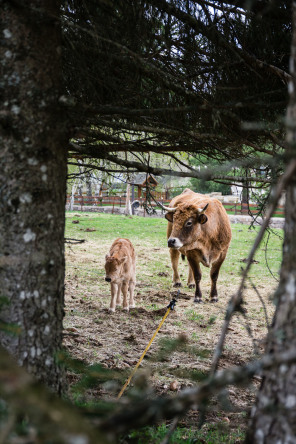 Randonnée de Saint-Jacques-de-Compostelle entre les 4 chemins et Nasbinals