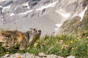 Randonnée du col de la Vanoise (juin 2017)