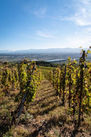 Randonnée sur les coteaux de Cornas