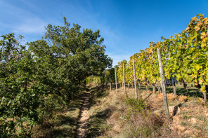 Randonnée sur les coteaux de Cornas