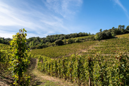 Randonnée sur les coteaux de Cornas