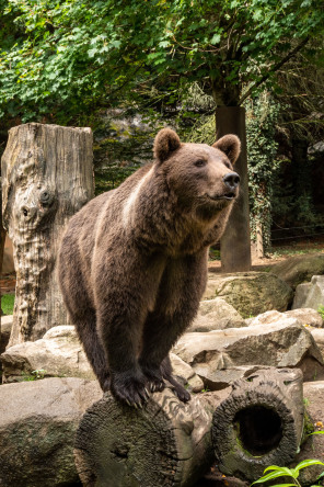 Parc animalier des Pyrénées