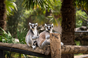 Parc animalier des Pyrénées