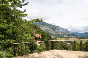 Parc animalier des Pyrénées