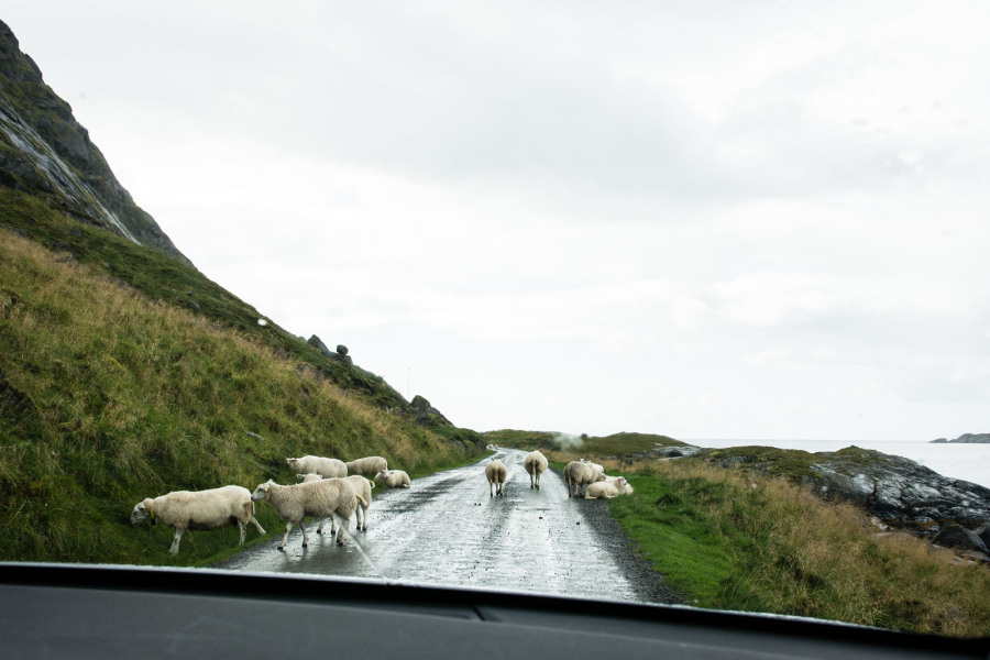 Moutons sur la route qui mène à Nesland