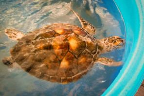 Hôtel Le Méridien – Centre de protection des tortues