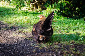 Belvédère de Moorea