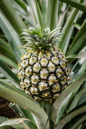 Lycée agricole d’Opunohu – Ananas