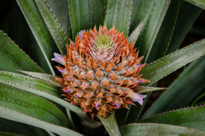 Lycée agricole d’Opunohu – Ananas