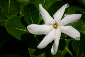 Lycée agricole d’Opunohu – Fleur de tiare