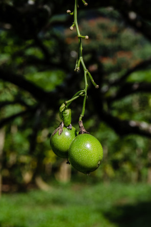 Lycée agricole d’Opunohu – Fruits de la passion