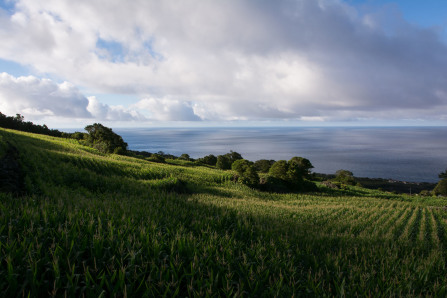 Sur les routes de Pico