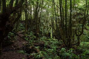 Randonnée de ribeira do Faial da Terra