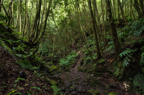 Randonnée de ribeira do Faial da Terra