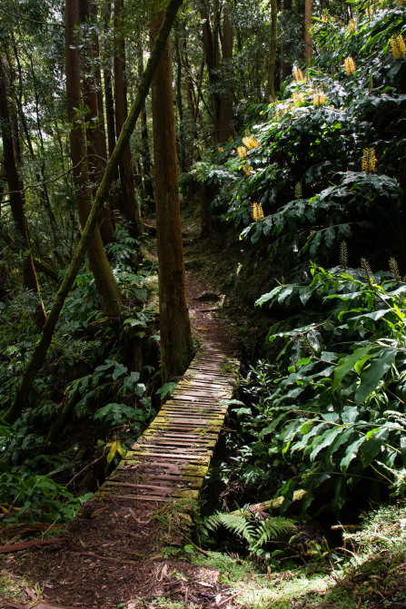 Randonnée de ribeira do Faial da Terra