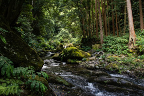 Randonnée de ribeira do Faial da Terra