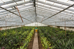 Plantation d'ananas Arruda