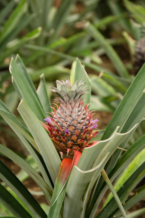 Plantation d'ananas Arruda