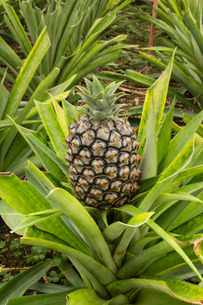 Plantation d'ananas Arruda