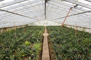 Plantation d'ananas Arruda